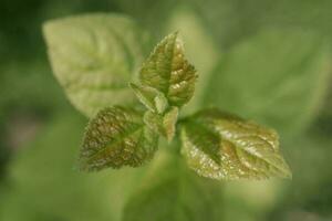 Background of plants with young juicy leaves. photo