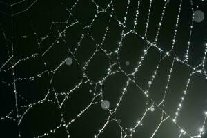 Cobwebs with drops after the morning rain. photo