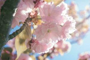 Pink cherry blossoms on a branch with a blurred background. photo