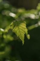 Birch branch as a beautiful natural background. photo