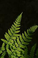 Polypodium glycyrrhiza. A beautiful sample of leaf. photo