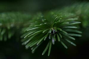 The branch of the Christmas tree in close-up. photo