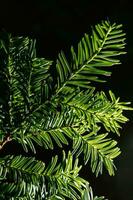 The branch of the Christmas tree in close-up. photo