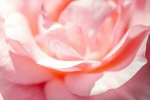 Delicate and light textured background of rose petals. photo