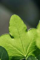 The leaf of the house plant is close. photo