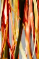 Abstract atmospheric background of tinsel with bokeh. photo