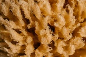 Texture of beige Natural sea natural sponge close-up. photo