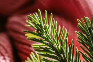 Spruce branch on the background of knitted texture. photo