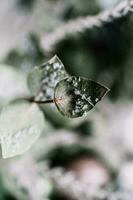 Decorative dried flower. A leaf with snow. photo