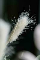 Decorative dried flower on a black background. photo