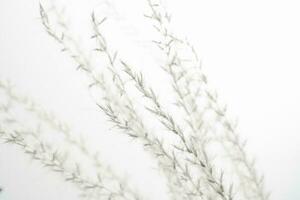 Decorative dried flower on a white background. photo