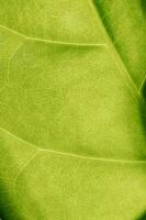 Abstract background of green leaves. A close plan. photo