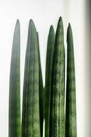 Sansevieria cylindrical close-up with light. Abstract natural background. photo