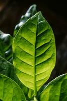 Abstract background of green leaves. A close plan. photo