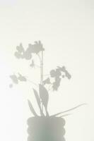 The shadow of a beautiful white orchid on a white background. photo