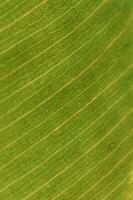 Ficus leaves close-up. Beautiful floral green background. photo