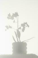 The shadow of a beautiful white orchid on a white background. photo