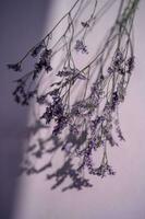 Purple lavender flowers on a purple background. photo