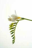 blanco fresia flor en un blanco antecedentes. foto