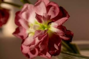 Beautiful abstract background with flowers and vases. photo