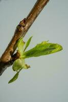 A branch with fresh green blossoming leaves. photo