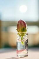 A bottle of cosmetic gel with rose flower. photo