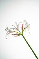 Beautiful pink flower on a white background. photo