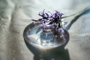 A drop of cosmetic gel with lavender flower on a beige background. photo