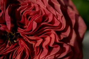Floral background of red rose petals close-up. photo