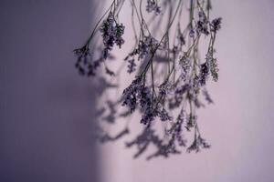 Purple lavender flowers on a purple background. photo