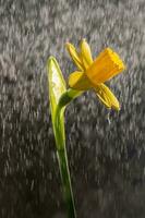 Yellow daffodils on a blurry background. Beautiful flowers. photo