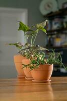 Three planters with flowers on the background of the home interior. photo