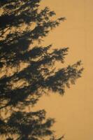 The shadow of a fir tree on the wall in the light of the setting sun. photo