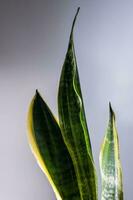 Leaves of a house plant close-up. Macro. photo