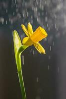 Yellow daffodils on a blurry background. Beautiful flowers. photo