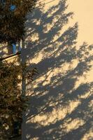 el sombra de un abeto árbol en el pared en el ligero de el ajuste Dom. foto