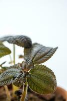 Plant in pott close-up. Beautiful green leaves. photo