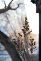 A dry plant on the background of the city. photo