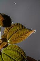 Drops drip on the leaves of domestic plants. photo