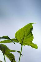 Leaves of a house plant close-up. Macro. photo