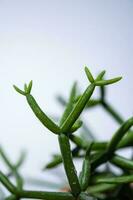 Leaves of a house plant close-up. Macro. photo