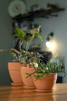 Three planters with flowers on the background of the home interior. photo