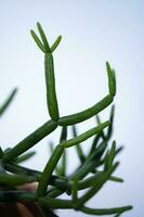 Leaves of a house plant close-up. Macro. photo