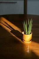 un naranja maceta con un verde flor en el mesa en el rayos de el Dom. foto