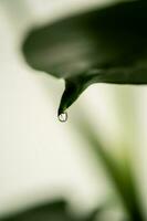 A green leaf of a houseplant in close-up. photo