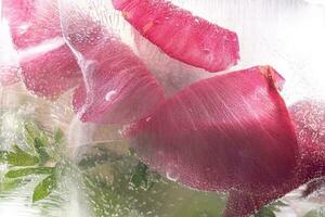 Transparent white ice with flowers frozen in it. photo