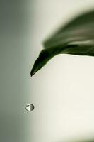 A green leaf of a houseplant in close-up. photo