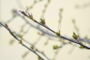 A branch with young leaves in natural conditions in spring. photo