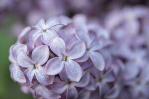 beautiful lilac branches close-up. Background. photo