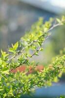 A branch with young leaves in natural conditions in spring. photo